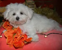Chester, a male Maltese for sale in Billings, MO – 8 of 9