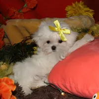 Myrtle, a female Maltese for sale in Billings, MO – 5 of 9