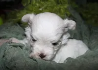 Fred, a male Maltese for sale in Billings, MO – 5 of 7