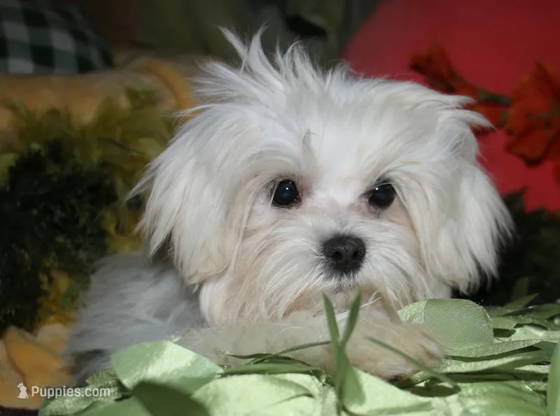 Noah – Maltese puppy for sale in Billings, MO