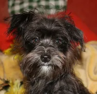 Frank, a male Morkie for sale in Billings, MO – 9 of 10