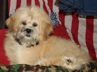 Luke, a male Shihpoo for sale in Billings, MO – 3 of 9