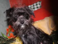Frank, a male Morkie for sale in Billings, MO – 6 of 10