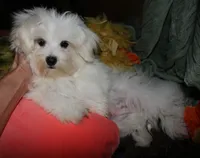 Bruiser, a male Maltese for sale in Billings, MO – 3 of 9