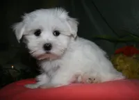 Cole, a male Maltese for sale in Billings, MO – 9 of 9