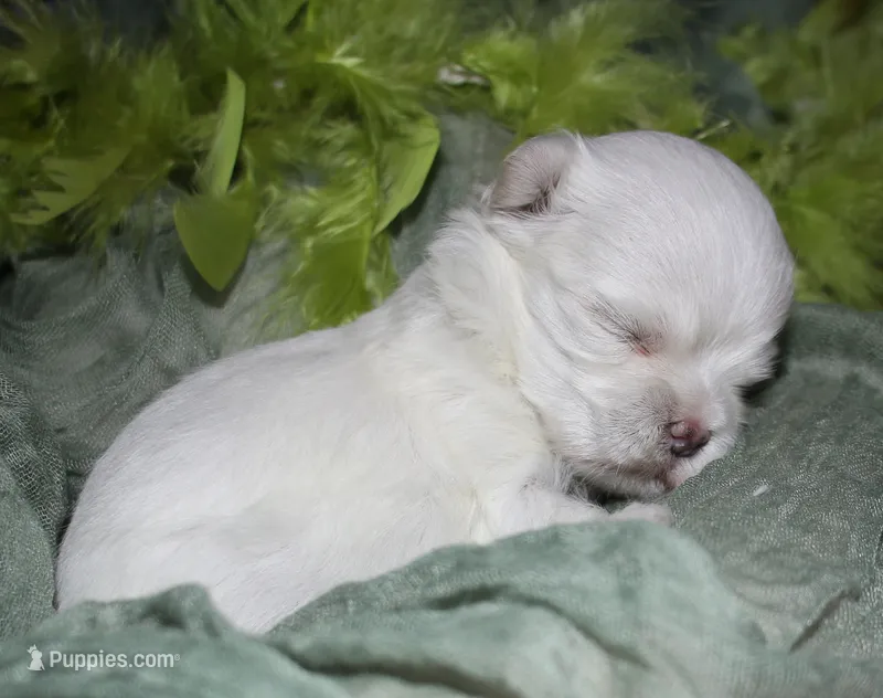 Dakota – Maltese puppy for sale in Billings, MO