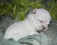 Dakota, a male Maltese for sale in Billings, MO – 1 of 7