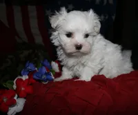 Bruiser, a male Maltese for sale in Billings, MO – 4 of 9
