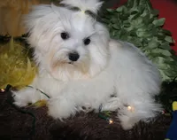 Fred, a male Maltese for sale in Billings, MO – 6 of 8