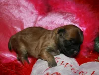 Paisley, a female Shihpoo for sale in Billings, MO – Photo 2 of 9