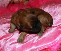 Paisley, a female Shihpoo for sale in Billings, MO – Photo 4 of 9