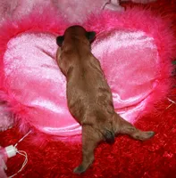 Paisley, a female Shihpoo for sale in Billings, MO – Photo 8 of 9