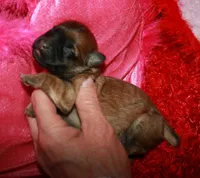 Paisley, a female Shihpoo for sale in Billings, MO – Photo 7 of 9