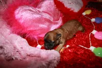 Paisley, a female Shihpoo for sale in Billings, MO – Photo 9 of 9