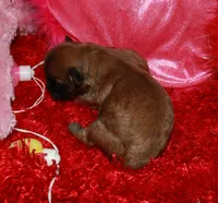 Paisley, a female Shihpoo for sale in Billings, MO – Photo 6 of 9