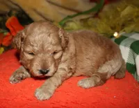 Goldie, a female Maltipoo for sale in Billings, MO – 3 of 10