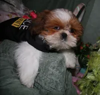 Jolene, a female Shih Tzu for sale in Billings, MO – 2 of 8