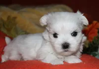 Justin, a male Maltese for sale in Billings, MO – 8 of 8