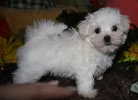 Ziggy , a male Maltese for sale in Billings, MO – 8 of 10