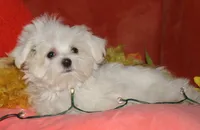 Stumpy, a male Maltese for sale in Billings, MO – 5 of 10