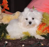 Fred, a male Maltese for sale in Billings, MO – 2 of 10