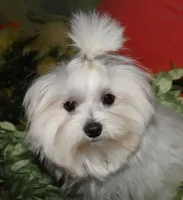 Chester, a male Maltese for sale in Billings, MO – 2 of 9