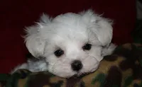 Conrad, a male Maltese for sale in Billings, MO – 8 of 9