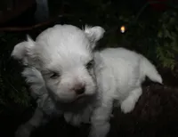 Casper , a male Maltese for sale in Billings, MO – 4 of 10