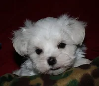 Fred, a male Maltese for sale in Billings, MO – 6 of 10