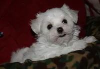 Fred, a male Maltese for sale in Billings, MO – 3 of 10