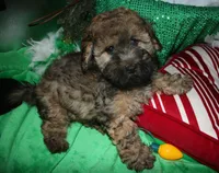 Theodore, a male Maltipoo for sale in Billings, MO – 7 of 10