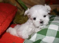 Rupert, a male Maltese for sale in Billings, MO – 3 of 9