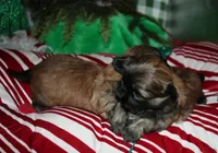 Jojo , a female Shih Tzu for sale in Billings, MO – 7 of 9