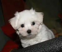 Ziggy , a male Maltese for sale in Billings, MO – 7 of 10