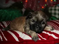 Dolly, a female Shih Tzu for sale in Billings, MO – 6 of 9