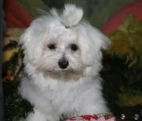 Stumpy, a male Maltese for sale in Billings, MO – 7 of 9