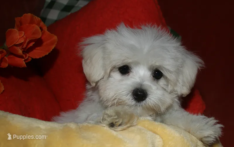 Stumpy – Maltese puppy for sale in Billings, MO