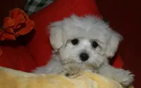 Stumpy, a male Maltese for sale in Billings, MO – 1 of 10