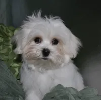Archie, a male Maltese for sale in Billings, MO – 5 of 9