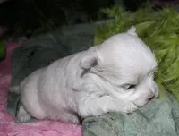 Chester, a male Maltese for sale in Billings, MO – 6 of 8