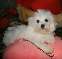 Bruiser, a male Maltese for sale in Billings, MO – 2 of 9