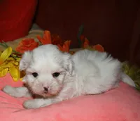 Blaze, a male Maltese for sale in Billings, MO – 7 of 9