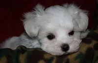 Conrad, a male Maltese for sale in Billings, MO – 4 of 9