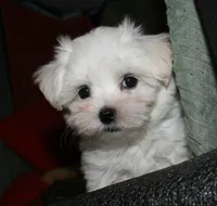 Ziggy , a male Maltese for sale in Billings, MO – 6 of 10