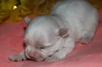 Quincy , a male Maltese for sale in Billings, MO – 5 of 9
