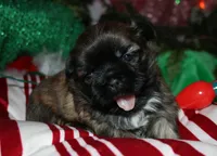 Jojo , a female Shih Tzu for sale in Billings, MO – 2 of 9