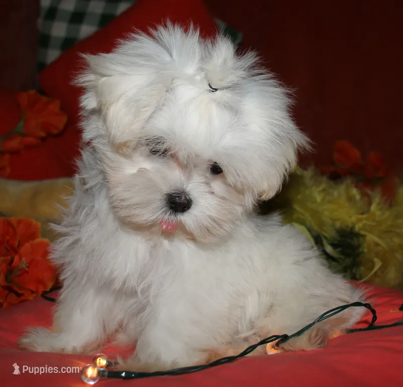 Mable – Maltese puppy for sale in Billings, MO
