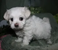 Diva, a female Maltese for sale in Billings, MO – 3 of 9