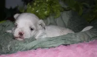 Bruiser, a male Maltese for sale in Billings, MO – 3 of 9
