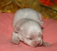 Quincy , a male Maltese for sale in Billings, MO – 8 of 9